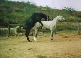 White horse licks a dick of another horse