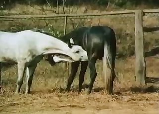 White horse licks a dick of another horse