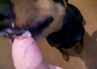 Angry doggy licking a big cock on cam