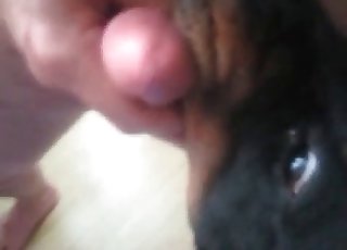 Dude gets to cum after sex with his dog