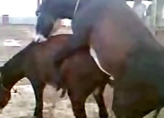 Two young mules fuck in doggy style