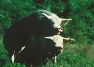 Two nasty pigs having dirty sex