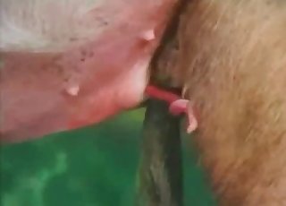 Two nasty pigs having dirty sex