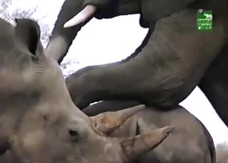 ゾウの屋外セックスセッション