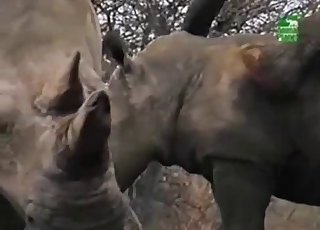 Outdoors sex session of the elephants