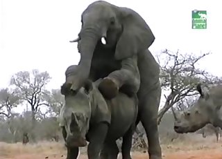 Outdoors sex session of the elephants