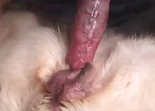 Animal-fucking action with a stiff cock