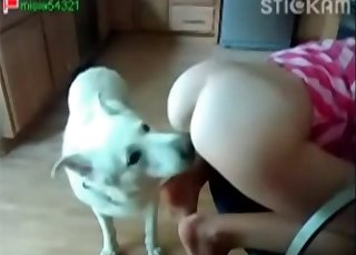 Juicy pussy slowly licked by an adorable animal