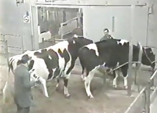Two cows are trying hard to fuck