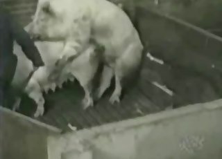 Two animals fucking real sneaky on cam