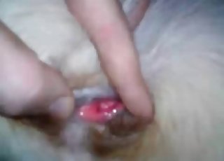 Fascinating bestiality fucking right here