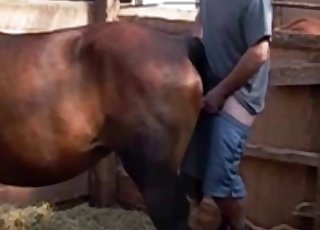Brown horse nicely impaled by farmer