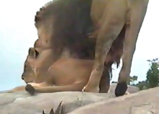 Big lion fucked his sexy girlfriend