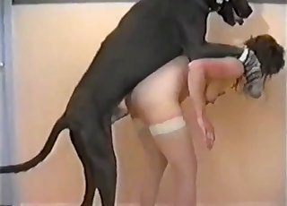 Kæmpe sort doberman naglet en lækker skønhed