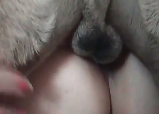 Amateur's first-time sex with a dog