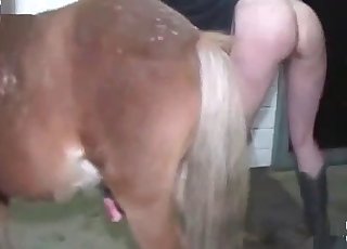 Close-up action with a hot farm animal