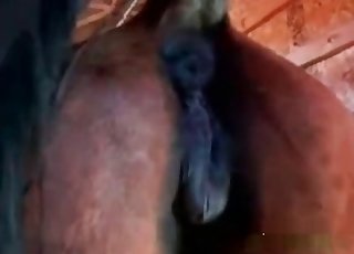 Sexy brown horse in passionate bestiality XXX