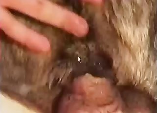 Hard male dick looks nice in animal anus