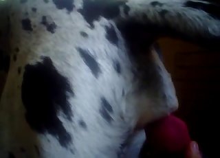 Dalmatian is enjoying anal stimulation