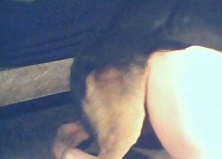 Doggy style romp with a horny dog