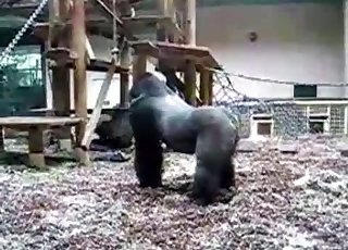 Brutal black gorillas fuck in the zoo