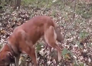 Diamo un'occhiata a quel bel cazzo di cane