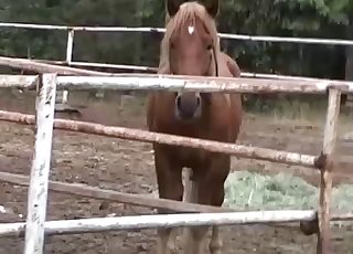 Massive horse boner to get you off