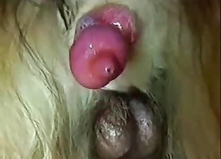 Cute small meaty dick of a nice doggy
