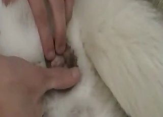 Fingerfisse