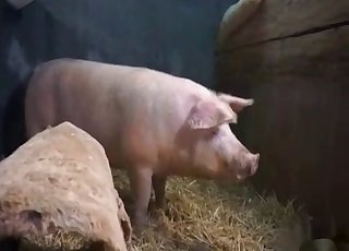 Masked blonde is playing with a huge pig