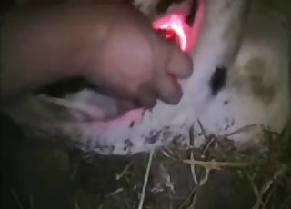 Bu hayvanın deliğini parmaklayan adam