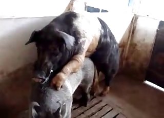 Intense bestiality fucking for pigs in a barn