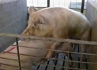 Two pigs are enjoying quick hot sex