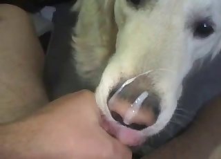 Wide-eyed dog sucking cock in POV