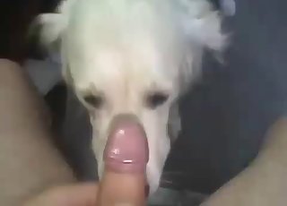 Wide-eyed dog sucking cock in POV