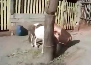 Young girl is masturbating a small horse cock