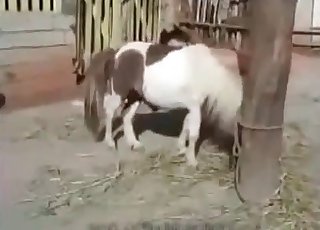 Young girl is masturbating a small horse cock