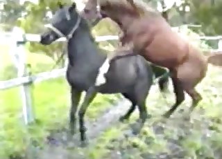 Two horses fucking passionately