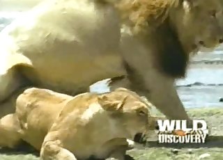 Lioness fucked nicely by horny as hell lion
