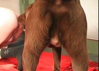 Sexy puppy and filthy hairy balls