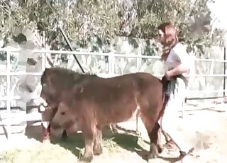 Passionate animal fucked hard by zoophile