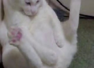 Pussy playing with its pussy