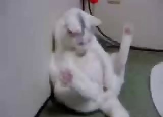 Pussy playing with its pussy