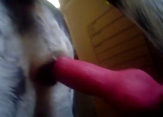 Dalmatian is enjoying anal stimulation