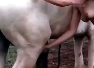 Stallion cock is a gift for a crazy zoophile