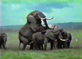 Amazing wild elephants having amazing sex
