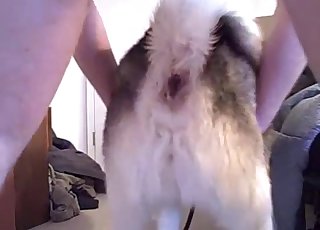 Pulsating dog hole gets fucked by a dude
