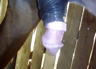 Beeindruckende Pferde beim Sex im Doggy-Style