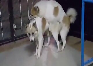 動物園XXX場景，狗狗似乎很樂意交配