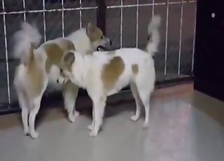 Zoo XXX scene with dogs that seem happy to fuck